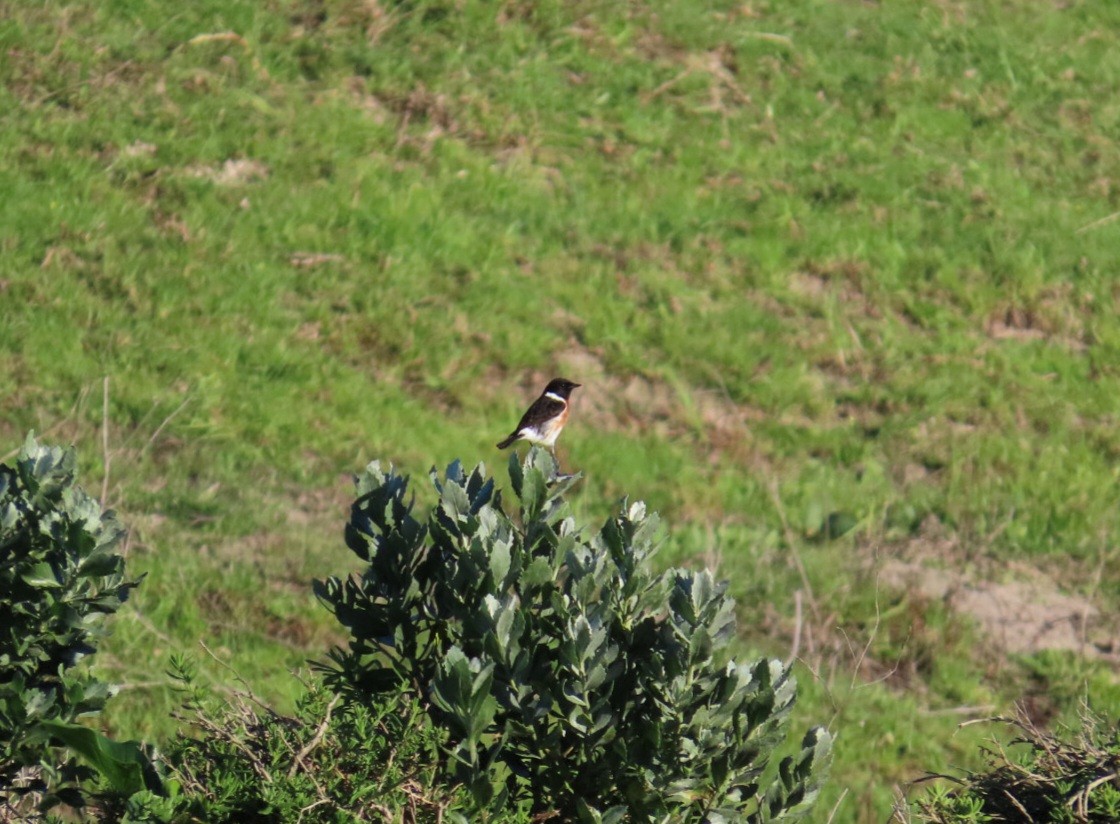 African Stonechat - ML620735935