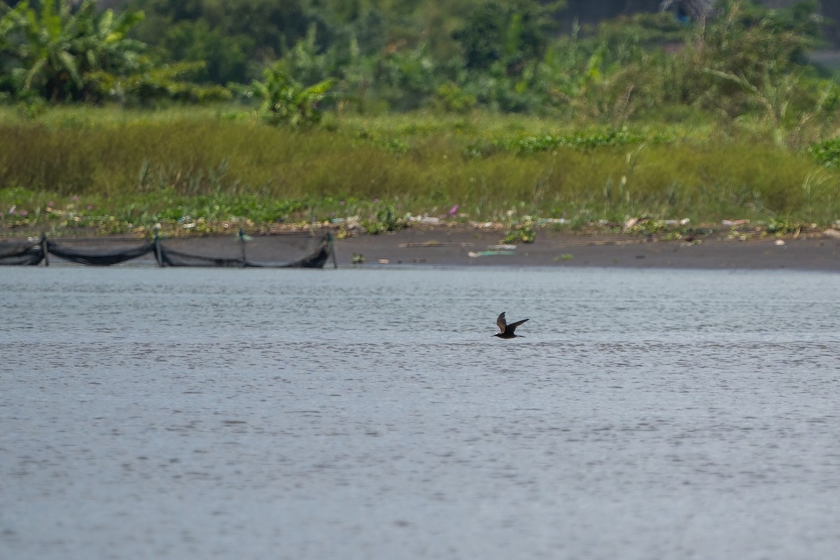 Black Noddy - ML620735937