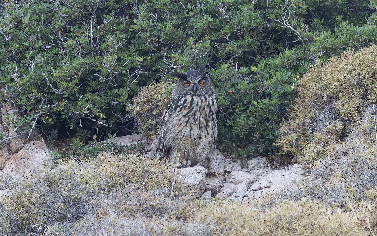 Eurasian Eagle-Owl - ML620735939