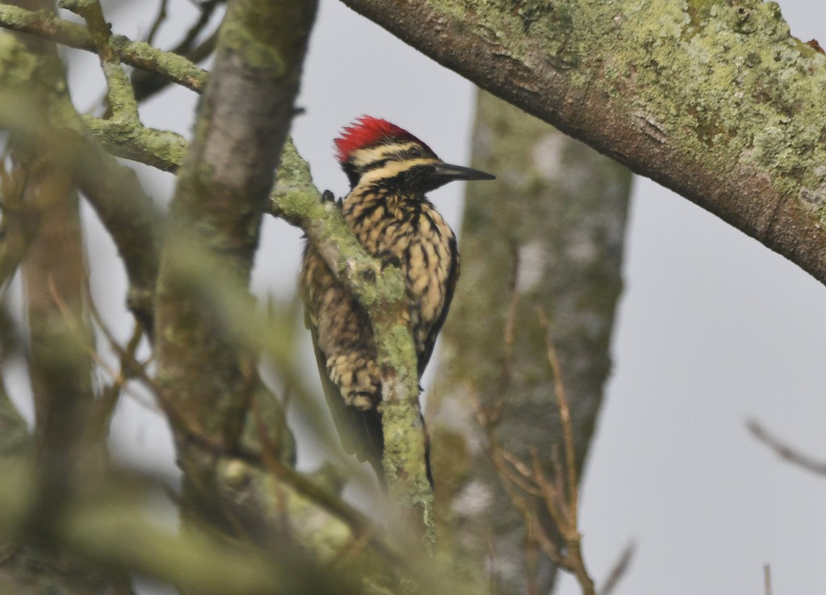 Black-rumped Flameback - ML620735940