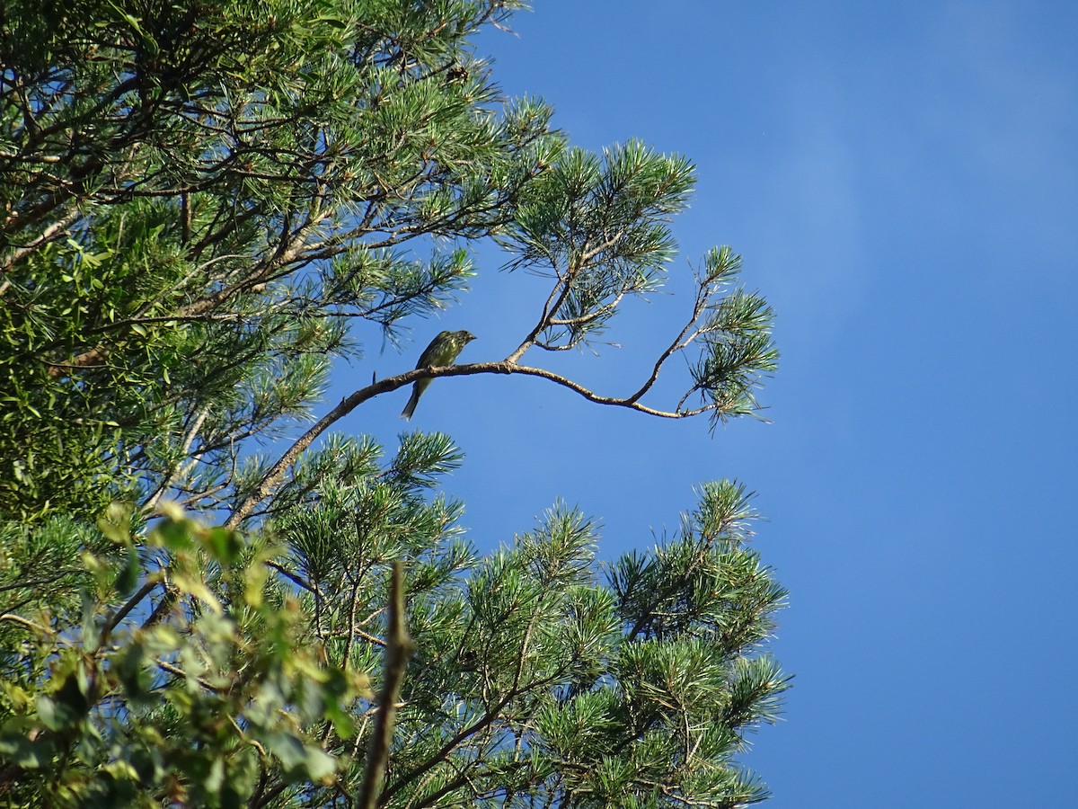 Eurasian Golden Oriole - ML620735943