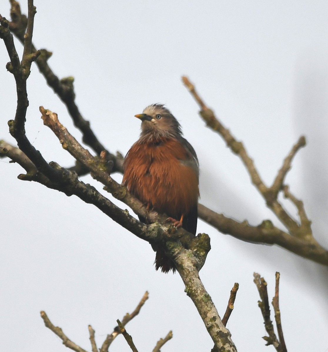 Chestnut-tailed Starling - ML620735944