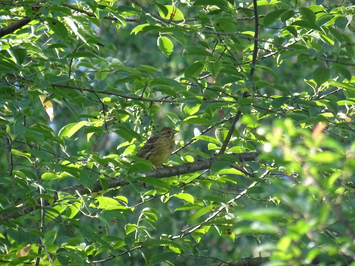 Yellowhammer - ML620735945