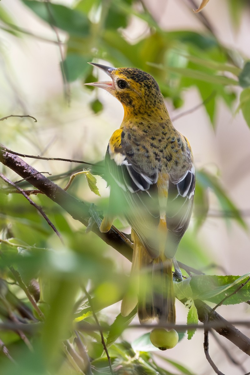 Oriole de Baltimore - ML620735947