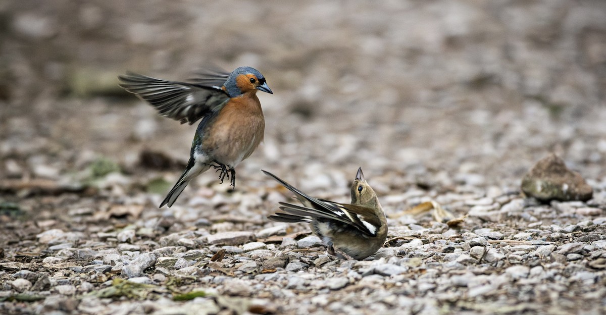 Common Chaffinch - ML620735948