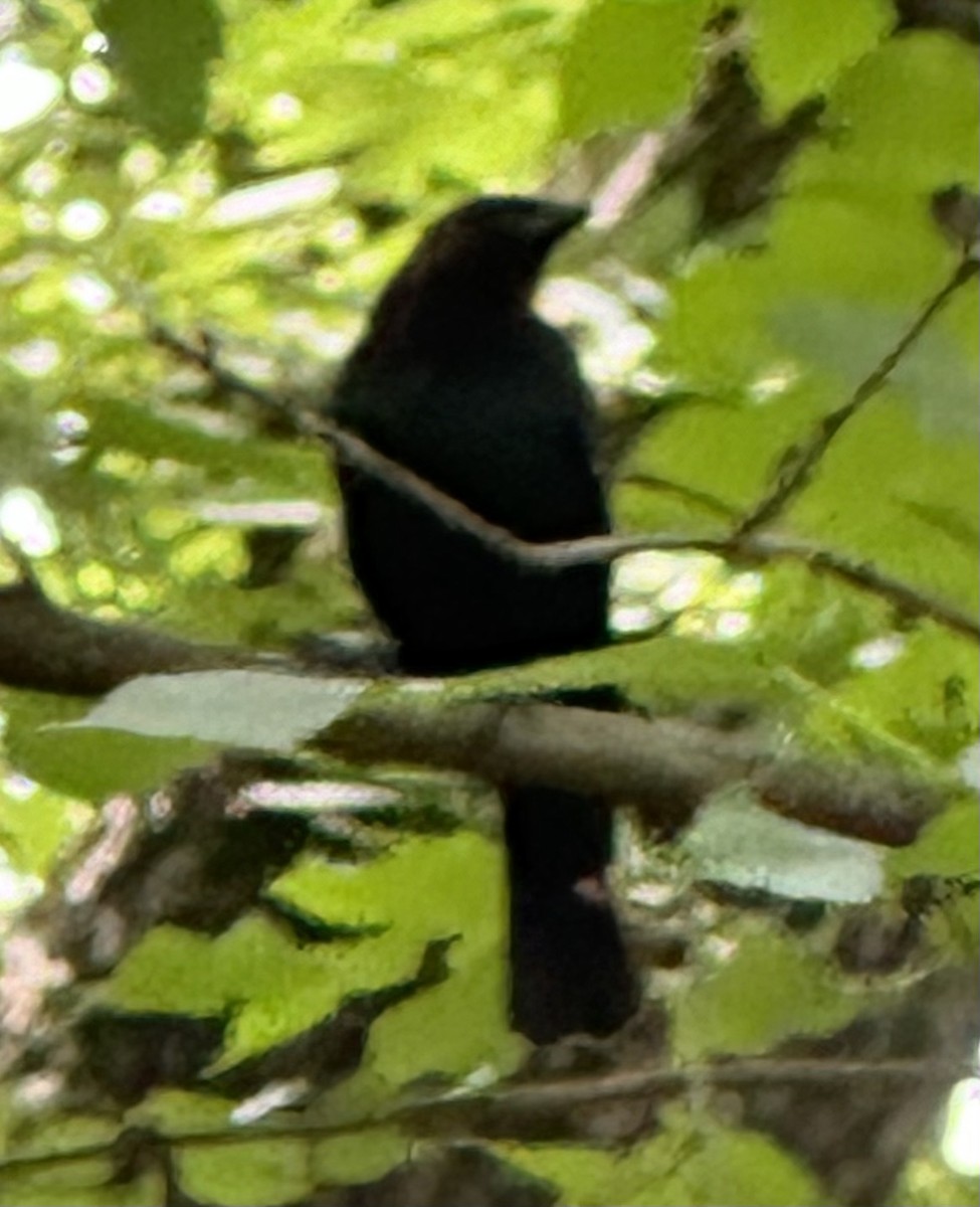 Brown-headed Cowbird - ML620735949