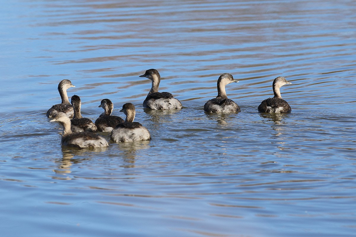 Hoary-headed Grebe - ML620735954