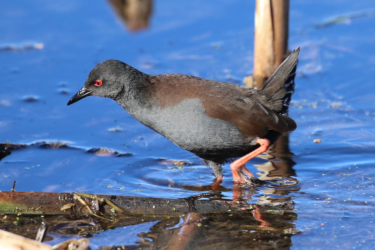 Spotless Crake - ML620735957