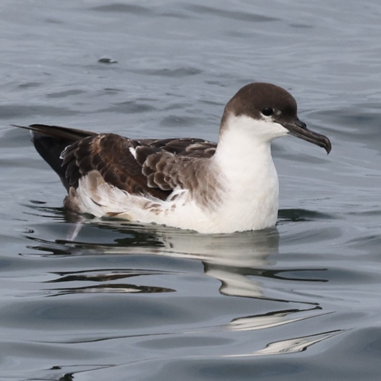 Great Shearwater - ML620735960