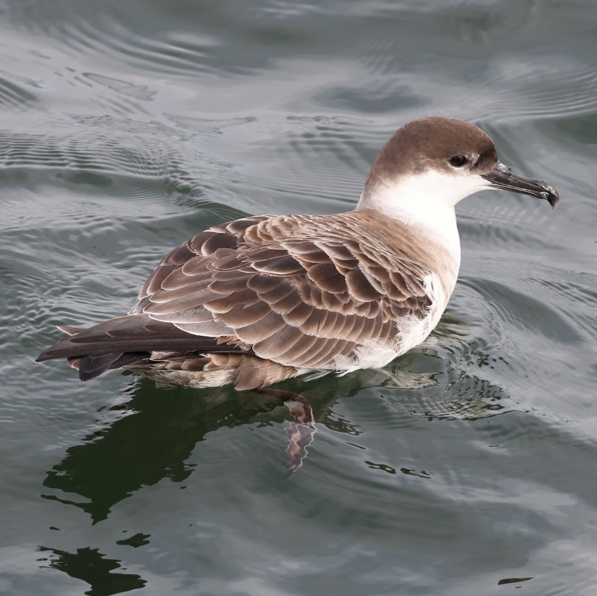 Great Shearwater - ML620735961