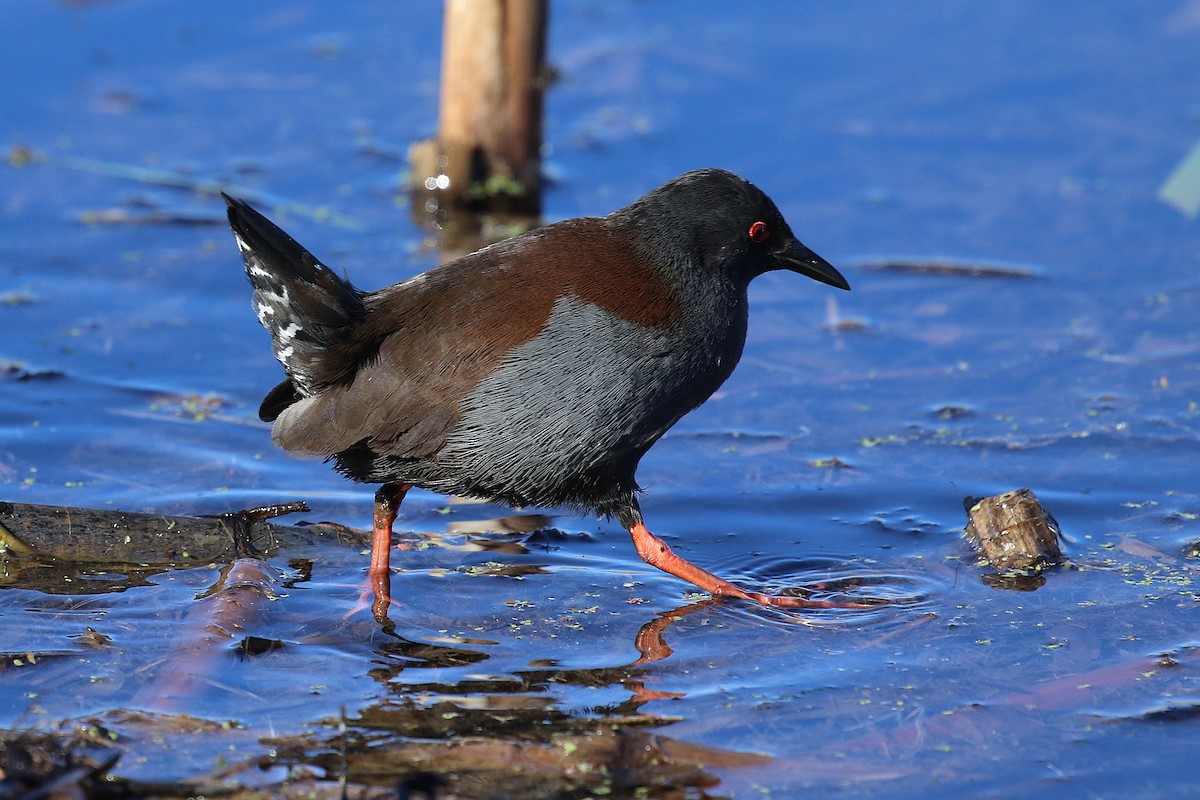 Spotless Crake - ML620735965