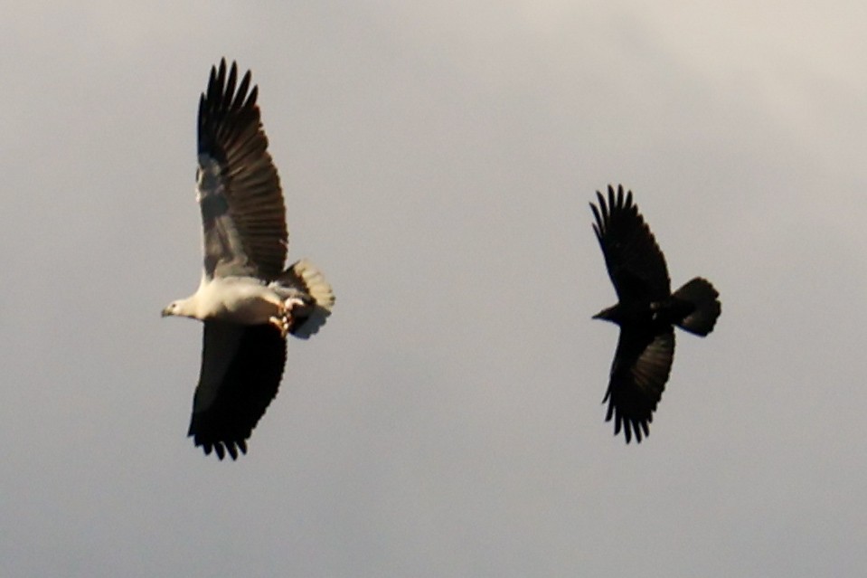 White-bellied Sea-Eagle - ML620735966