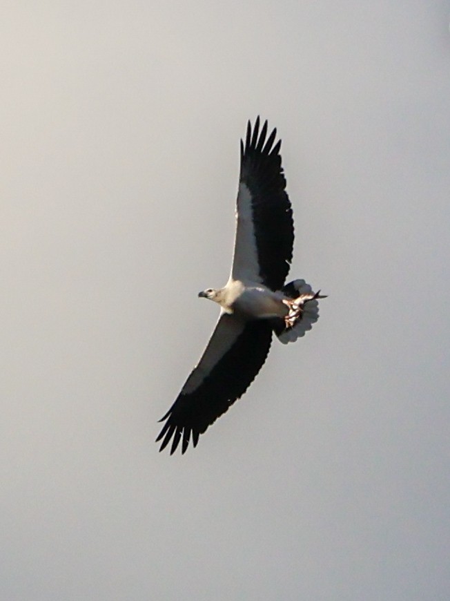 White-bellied Sea-Eagle - ML620735967