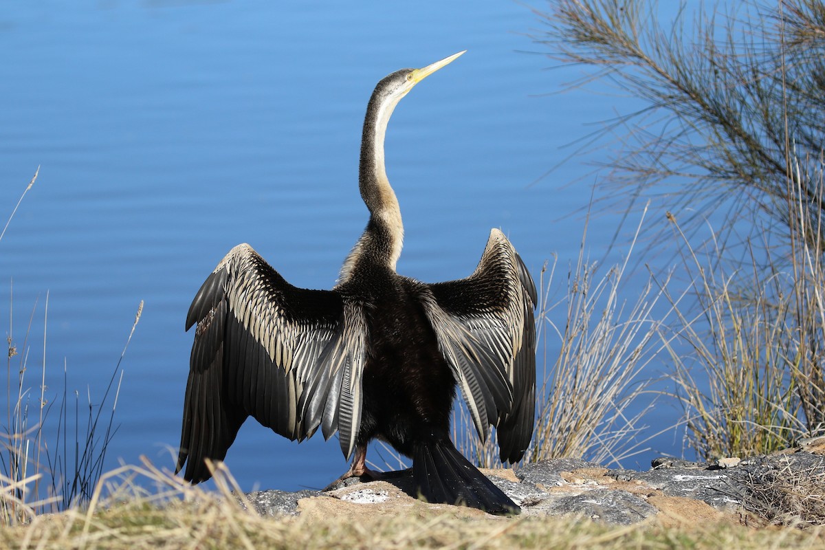 Anhinga d'Australie - ML620735968