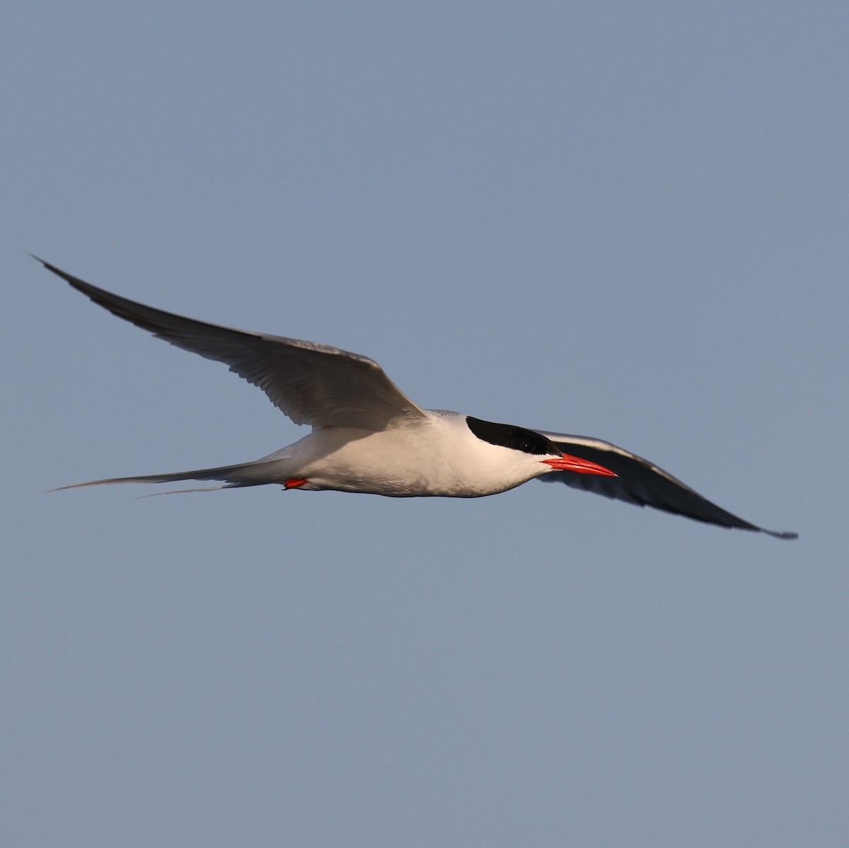 South American Tern - ML620735971