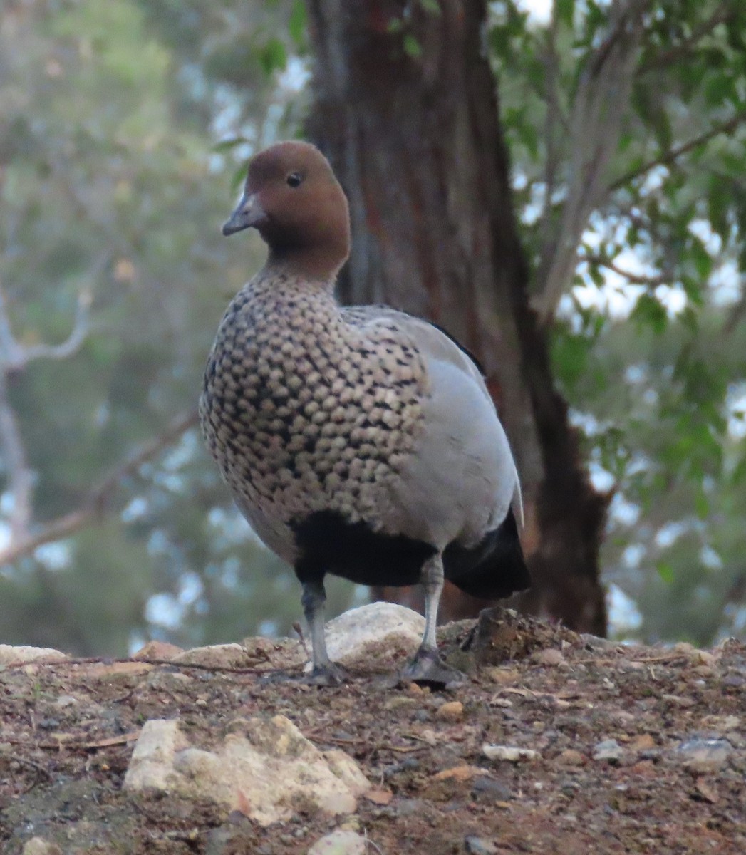 Maned Duck - ML620735972