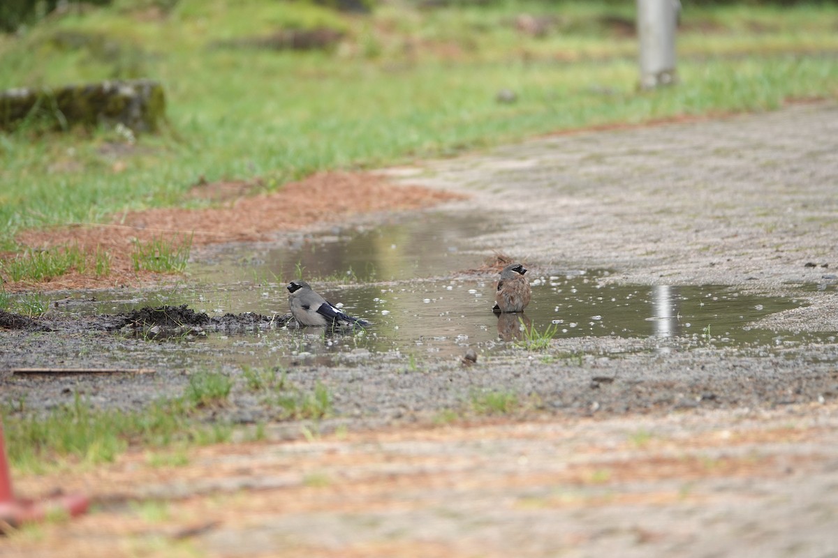 Taiwan Bullfinch - ML620735973