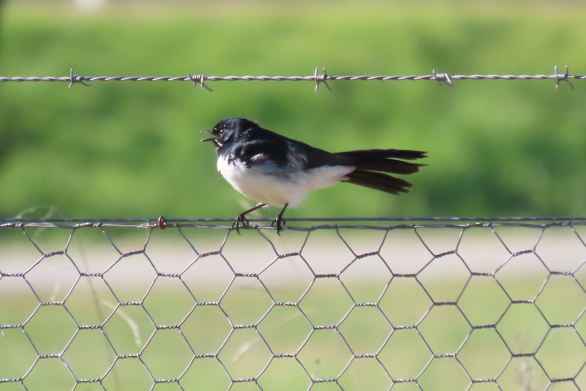 Willie-wagtail - ML620735974