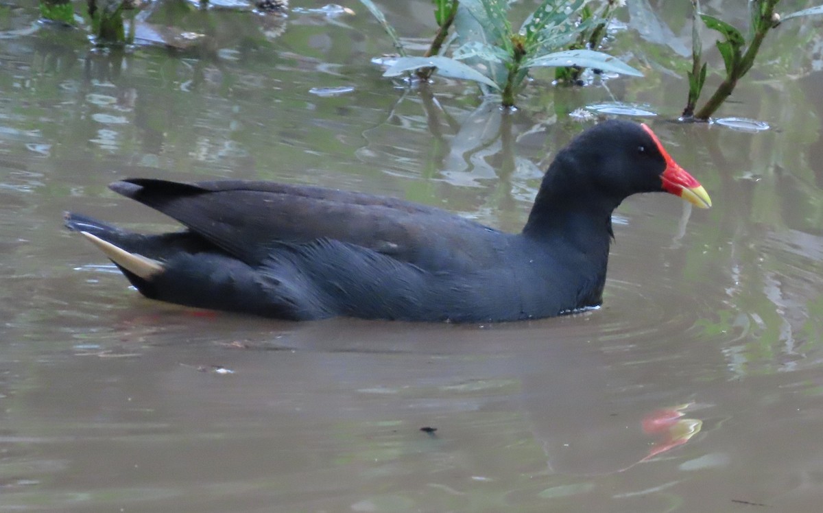 Dusky Moorhen - ML620735975