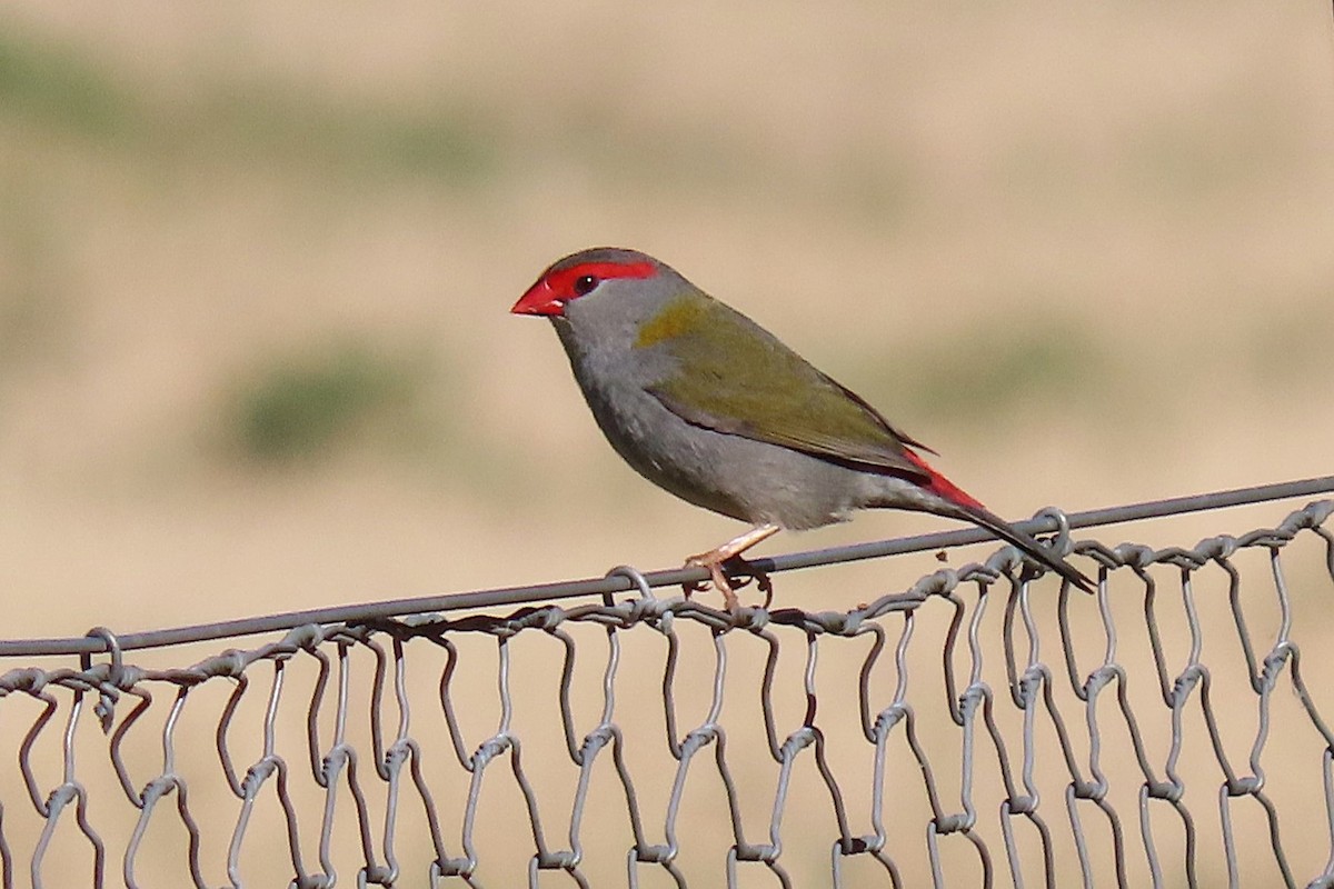 Red-browed Firetail - ML620735978