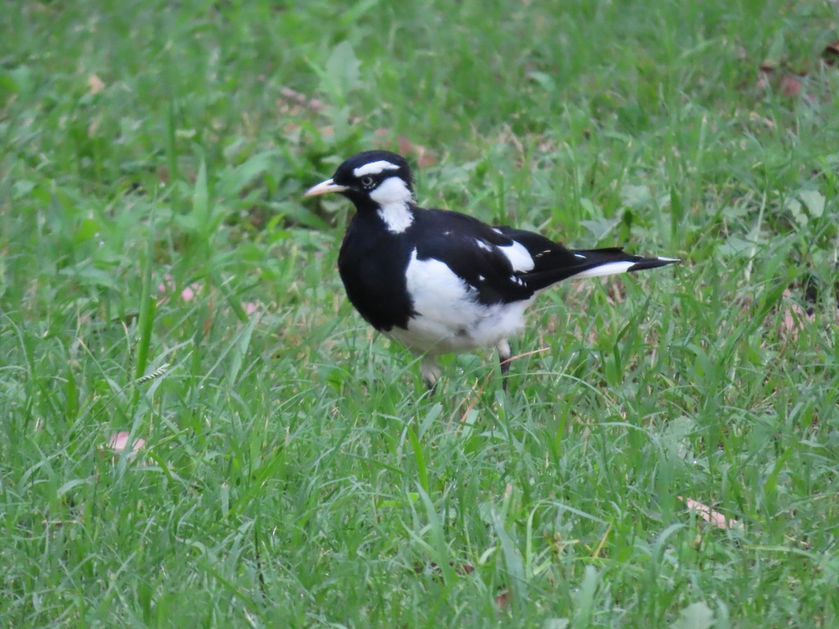 Magpie-lark - ML620735980