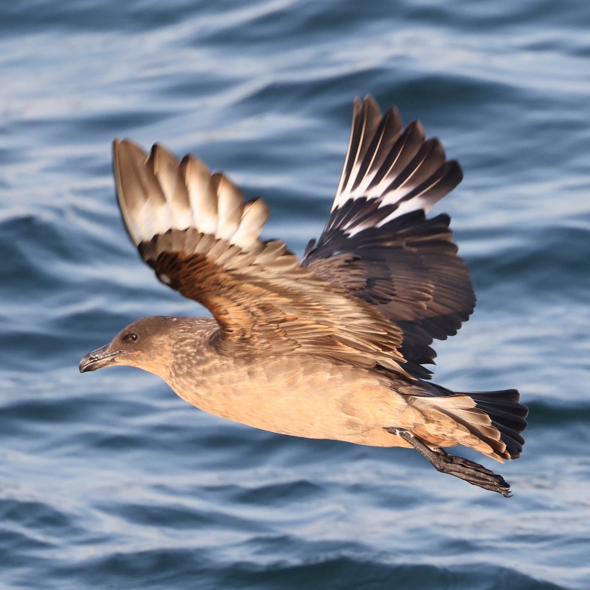 Chilean Skua - ML620735983