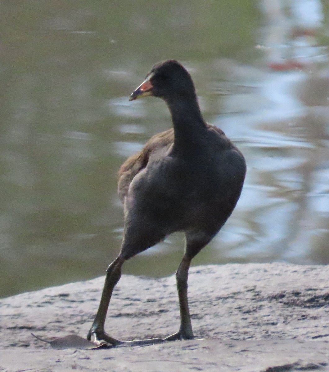 Dusky Moorhen - ML620735985