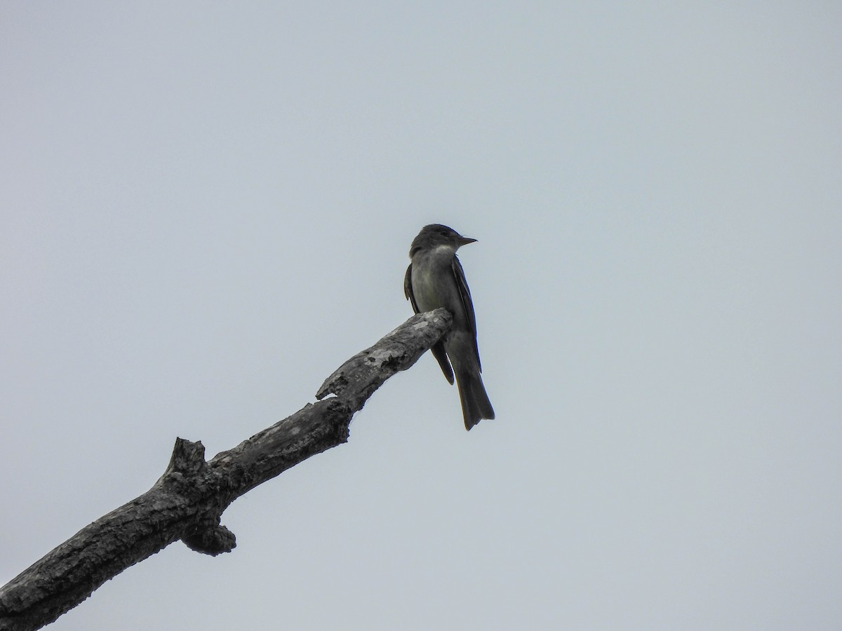 Eastern Wood-Pewee - ML620735989