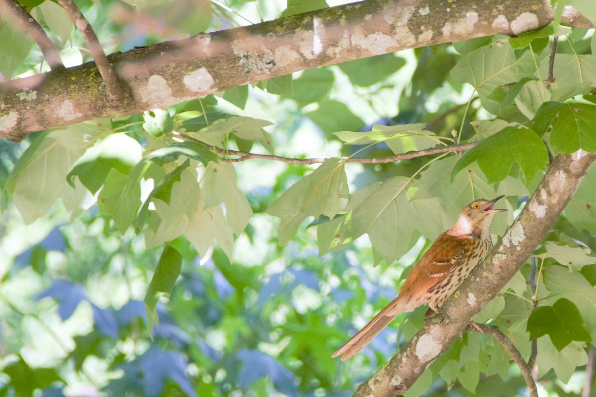 Brown Thrasher - Toni Weir