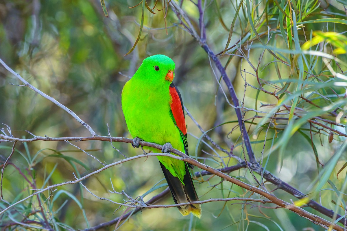 Red-winged Parrot - ML620735997