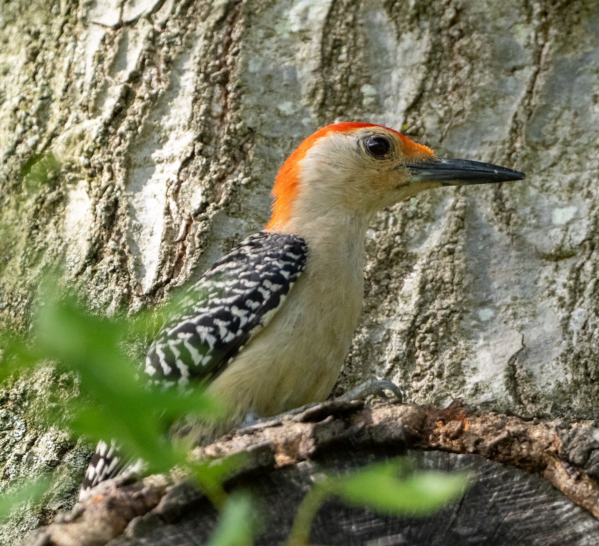 Red-bellied Woodpecker - ML620736000