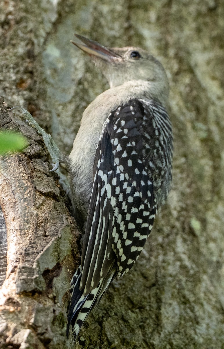 Red-bellied Woodpecker - ML620736001