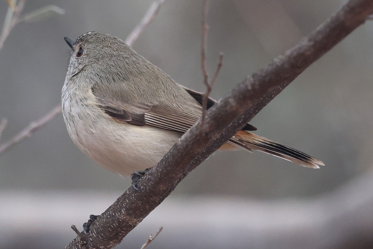 Inland Thornbill - ML620736002