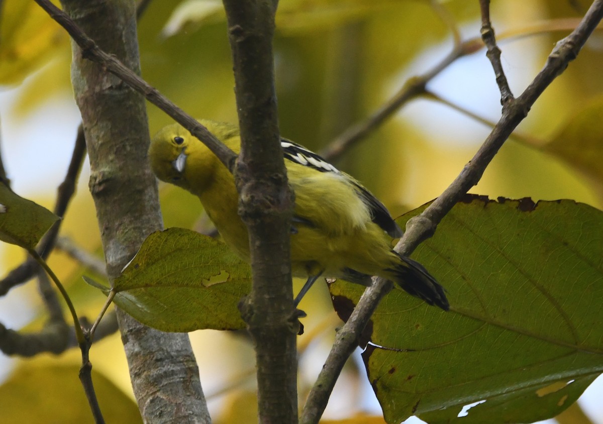 Common Iora - ML620736003