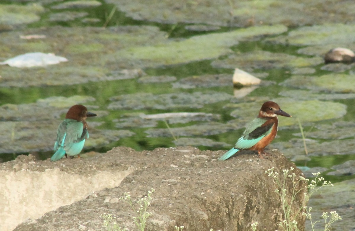 White-throated Kingfisher - ML620736005