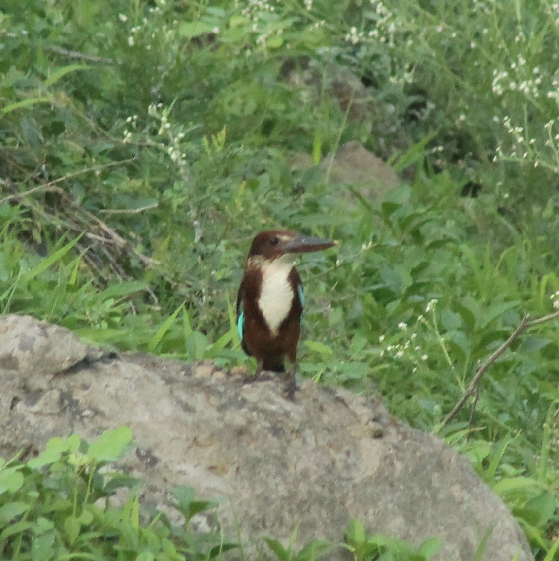 White-throated Kingfisher - ML620736009