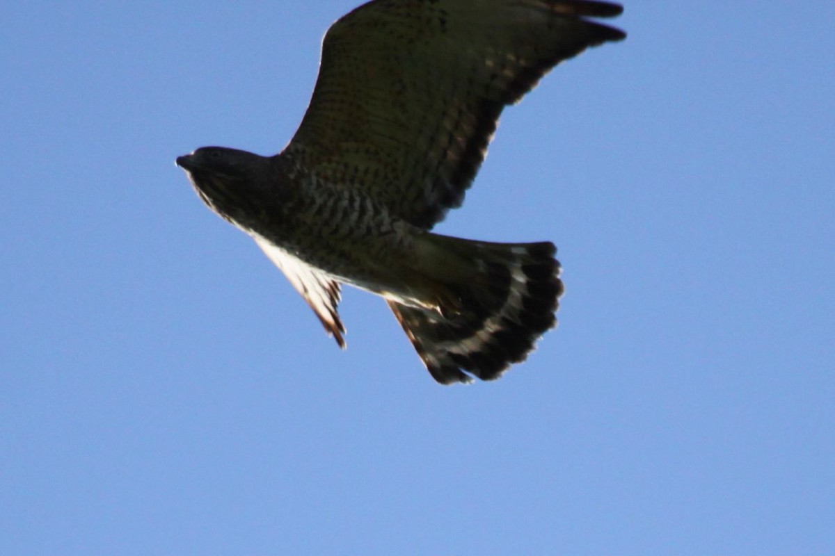 Broad-winged Hawk - ML620736010