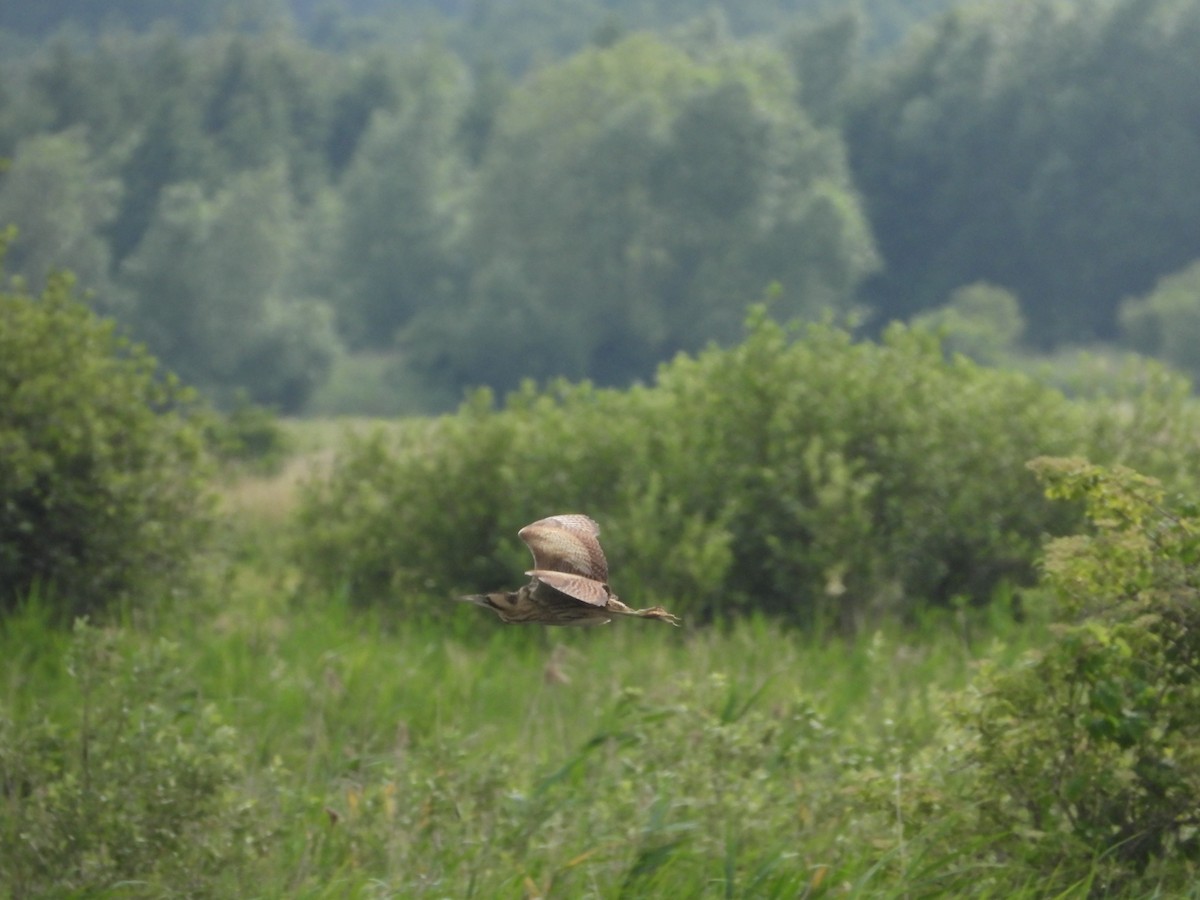 Great Bittern - ML620736011