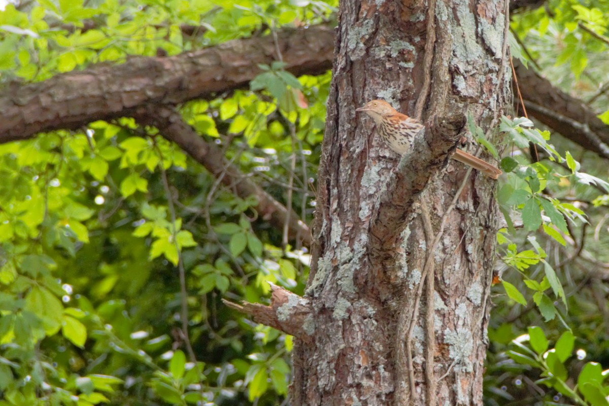 Brown Thrasher - ML620736012