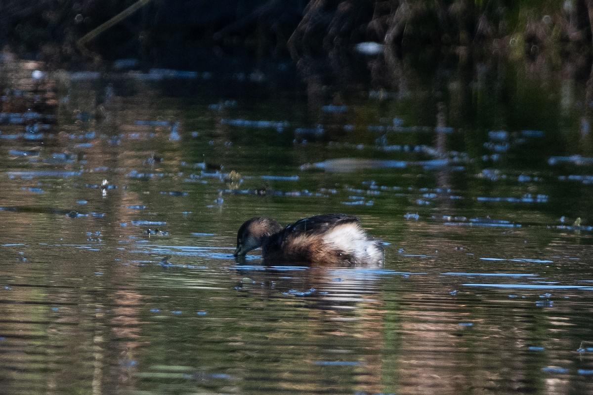 Australasian Grebe - ML620736015