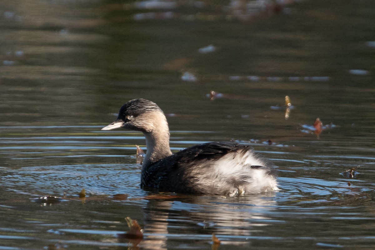 Hoary-headed Grebe - ML620736017