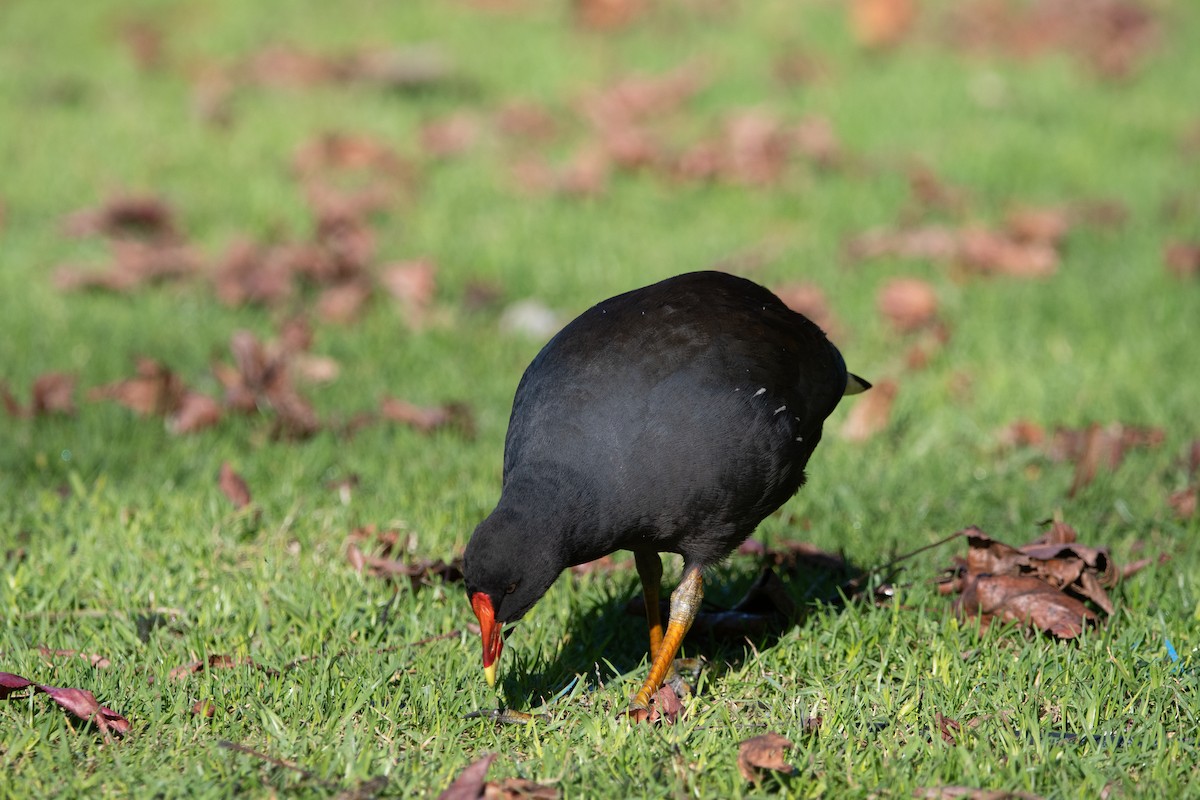 Dusky Moorhen - ML620736020