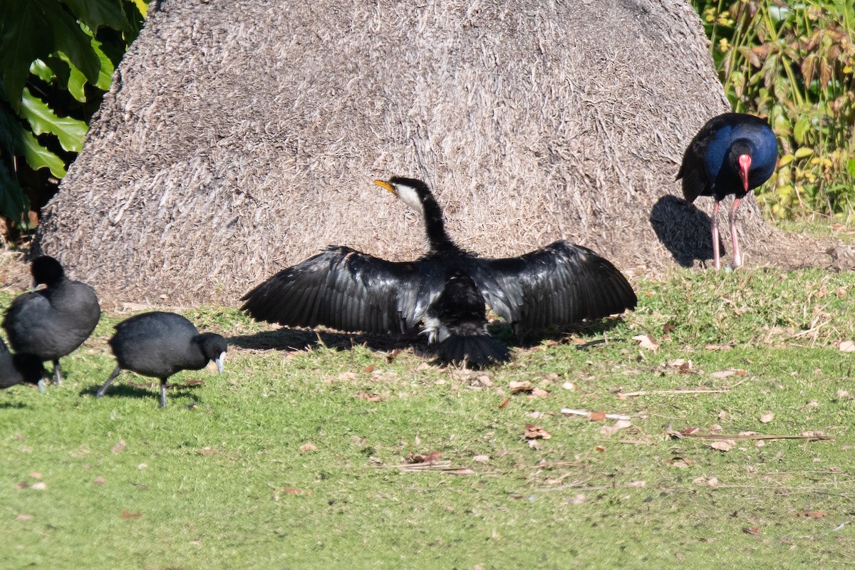 Little Pied Cormorant - ML620736027