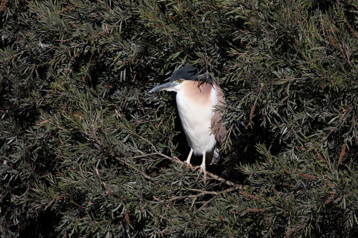 Nankeen Night Heron - ML620736028