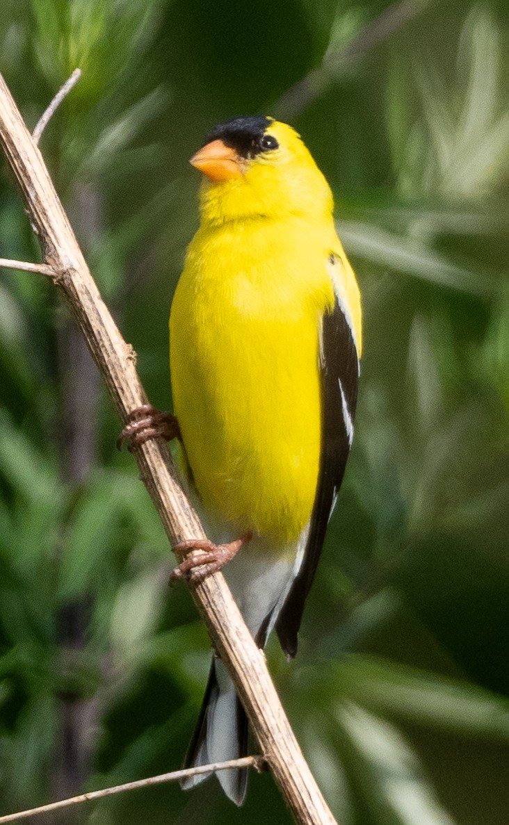 American Goldfinch - ML620736030