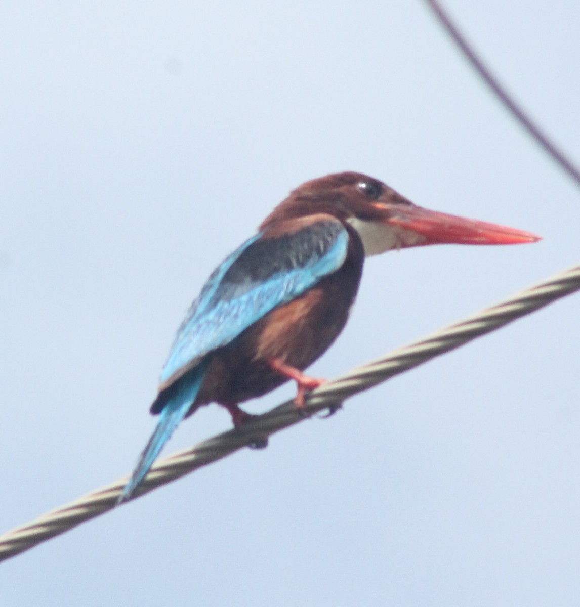 White-throated Kingfisher - ML620736037