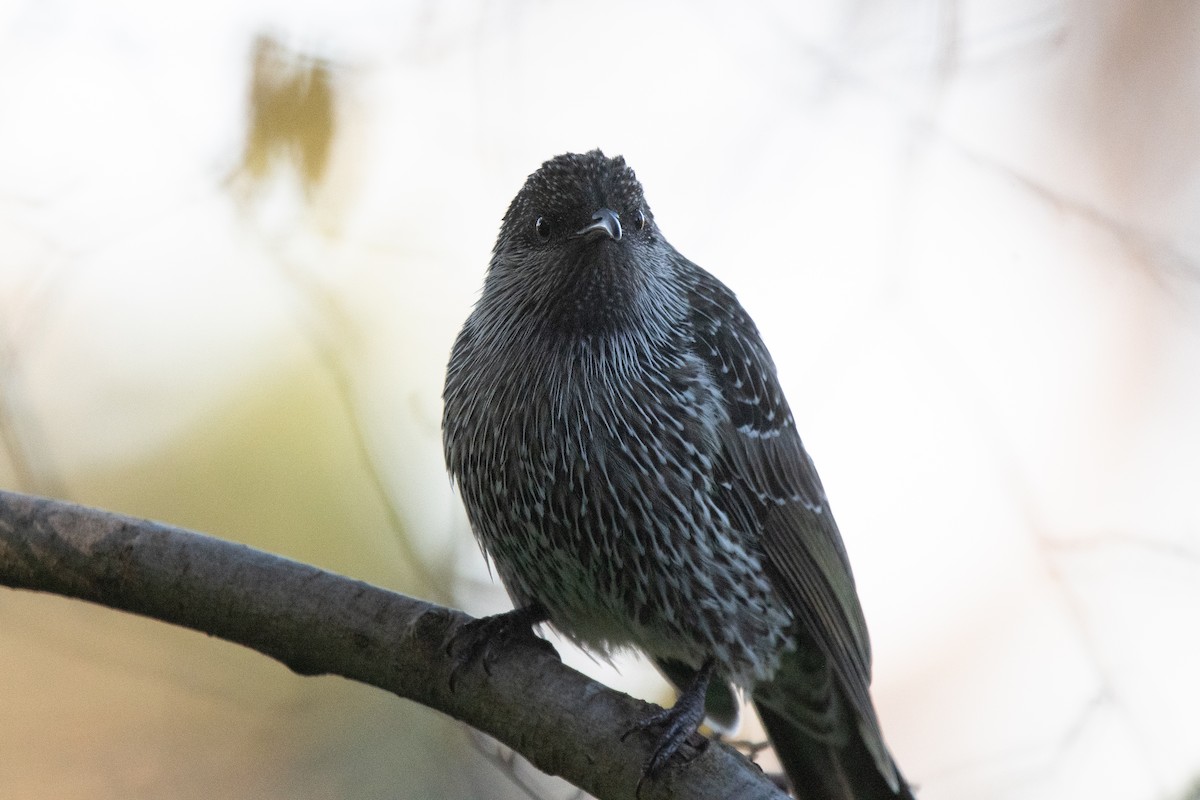 Little Wattlebird - ML620736038