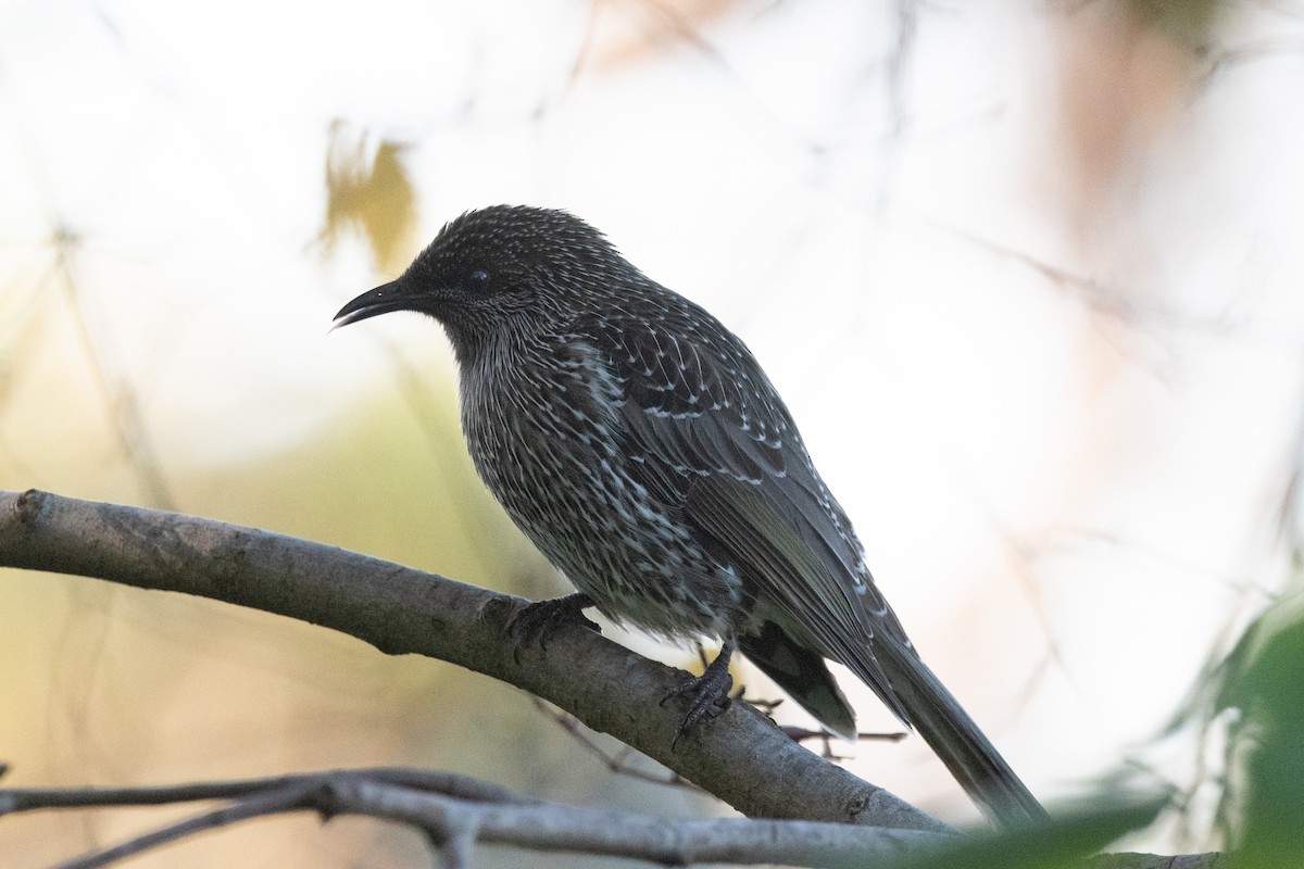 Little Wattlebird - ML620736039