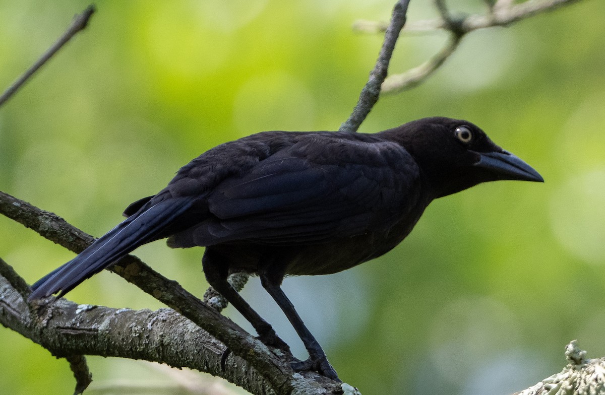 Quiscale bronzé - ML620736041