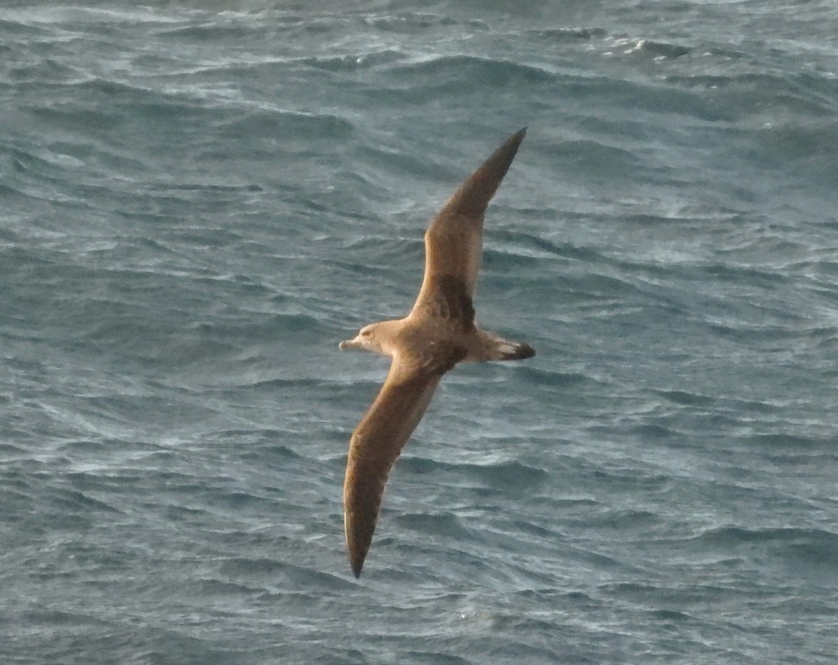 Pardela Cenicienta (mediterránea) - ML620736044